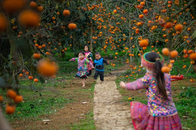 Hmong children in colorful traditional dress run along a path through a persimmon orchard in Moc Chau.
