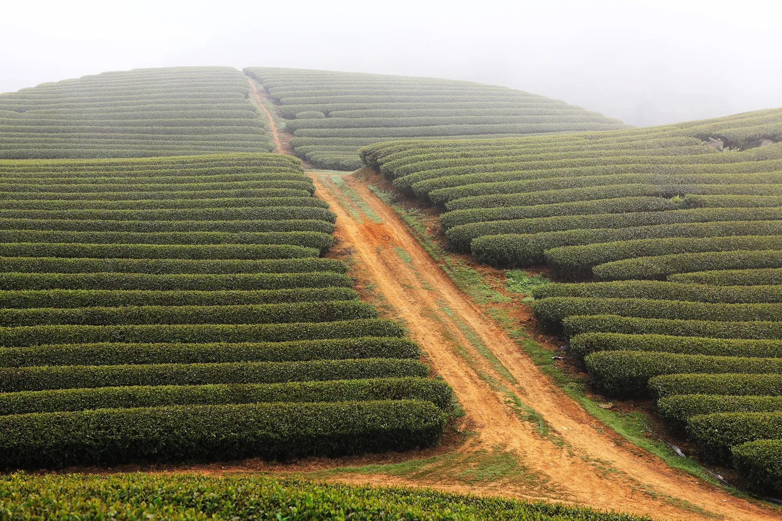 A dirt path winds through rolling tea plantation rows shrouded in mist at Moc Chau, Son La.