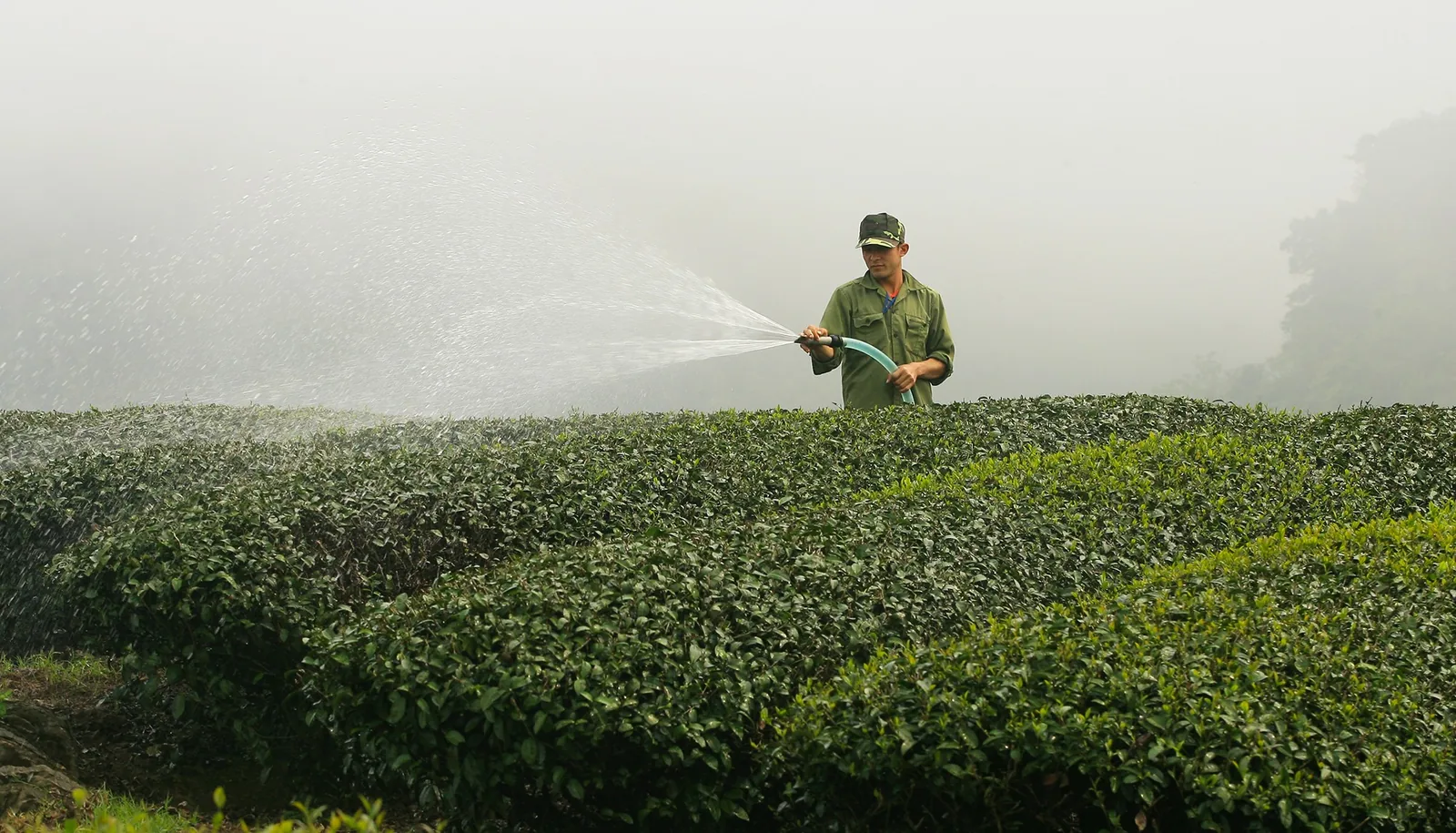 A worker sprays water over rows of tea bushes on a misty morning in Moc Chau, Son La.