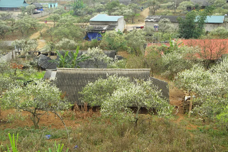 White plum blossom trees surround corrugated-roof houses in a highland village in Moc Chau, Son La.