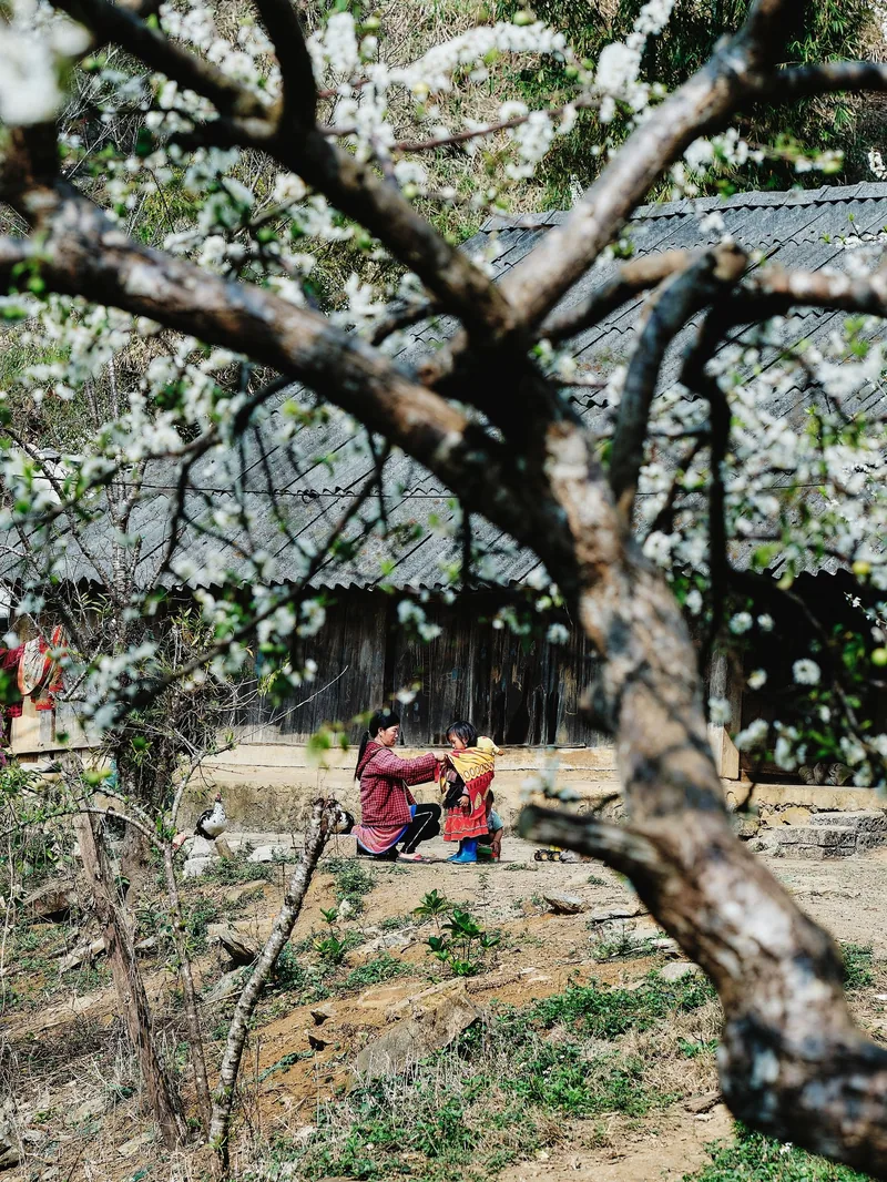 A mother in traditional dress tends to her child beneath blossoming plum trees in a Moc Chau village.