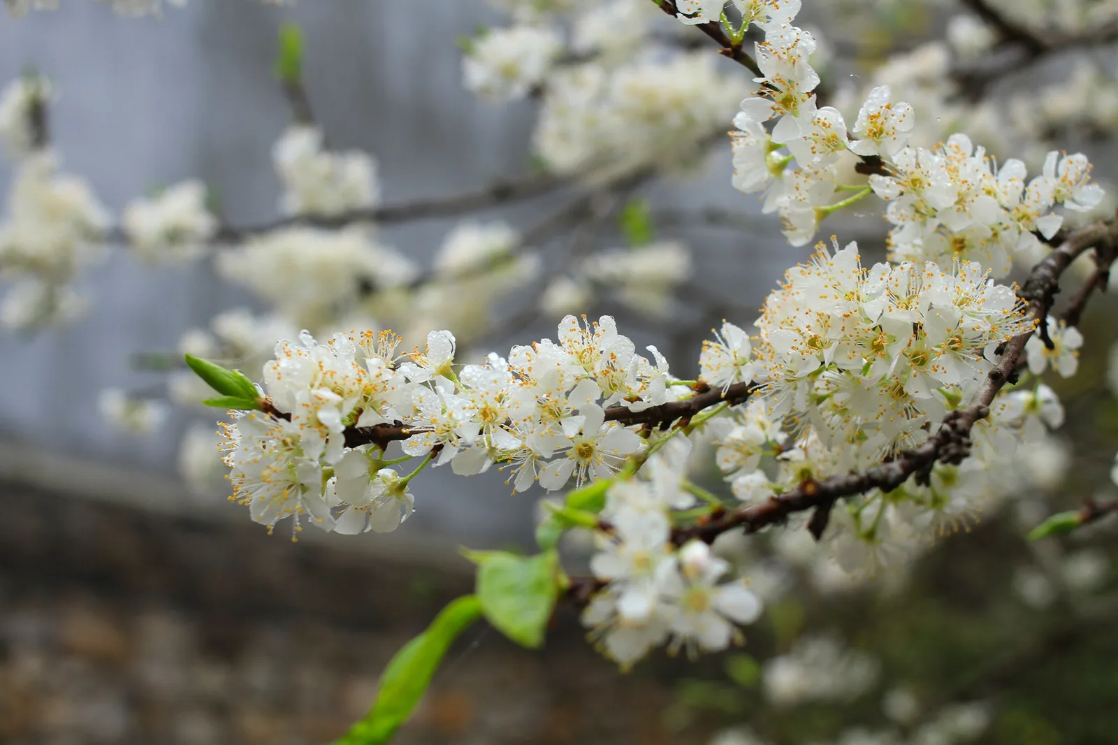 Clusters of white plum blossoms cover a branch in Moc Chau, Son La.