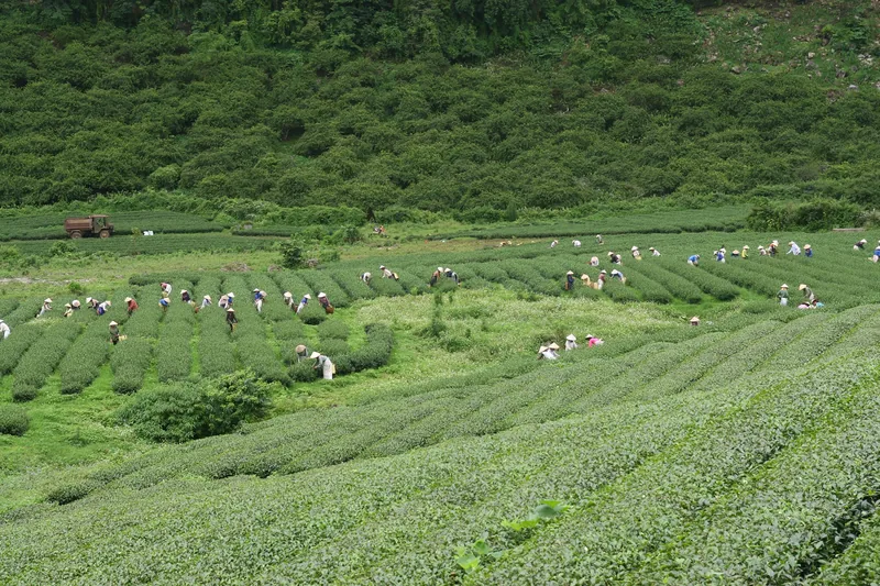 Workers wearing hats harvest tea leaves across rolling green tea plantations in Moc Chau, Son La.